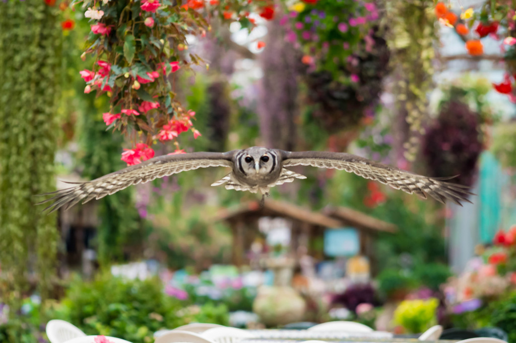 富士花鳥園