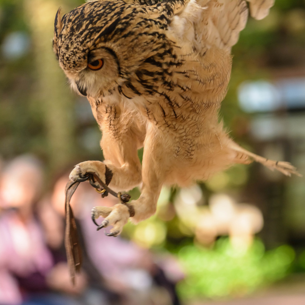 富士花鳥園フクロウショー　05