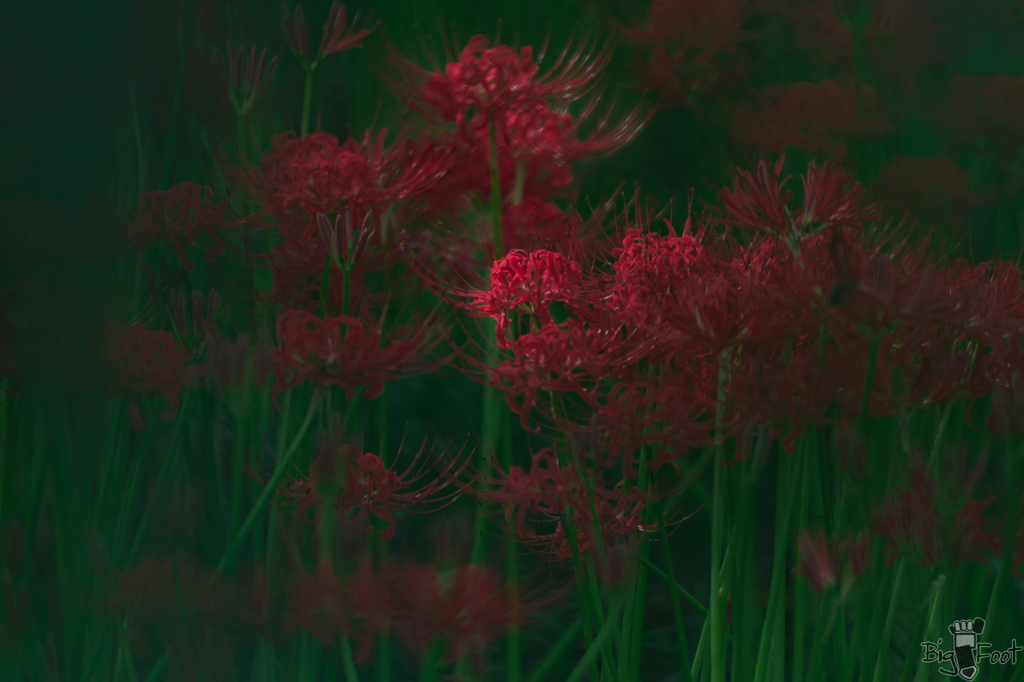 木の葉フィルター(暗)