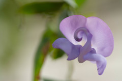 鳥花