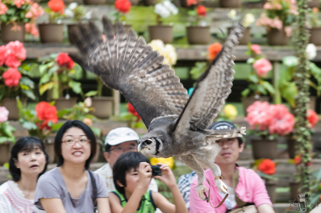 目の前を飛ぶ