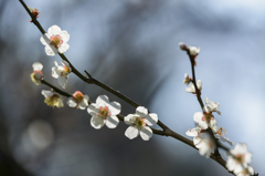 花の命はけっこう長い