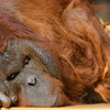 ZOO de ZZzz……　01