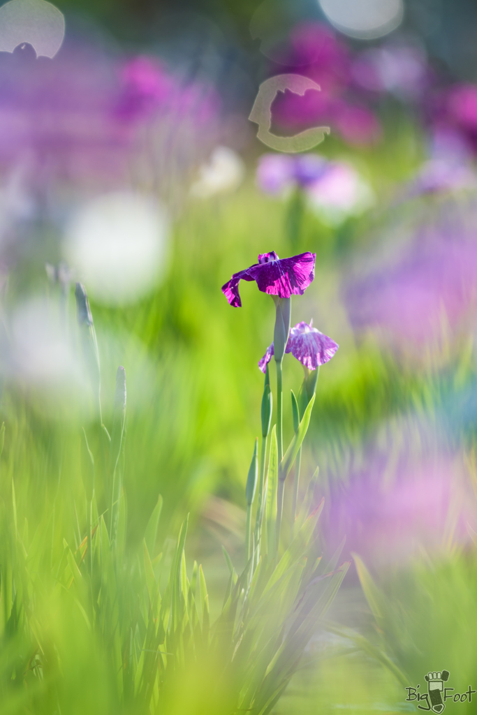 玉ボケに菖蒲の陰