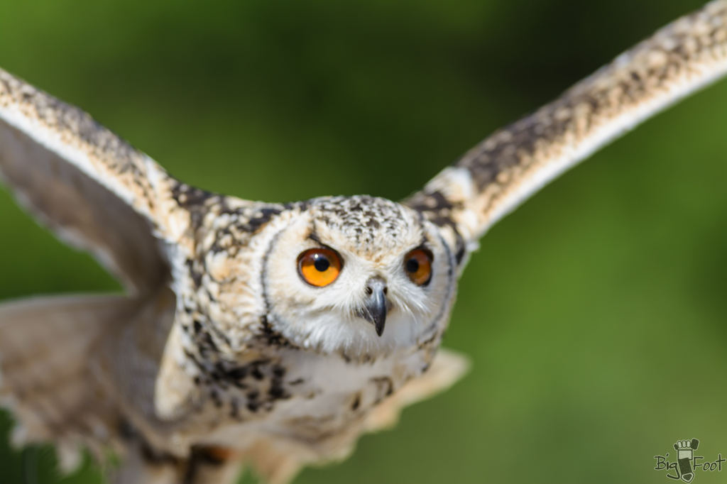 ミミズクドアップ