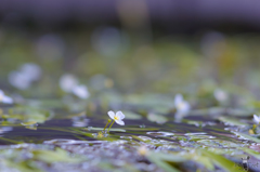 金魚藻の花