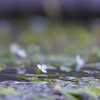 金魚藻の花