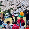 桜に集う?
