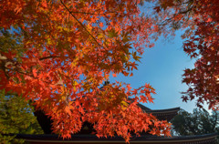 秋の円覚寺