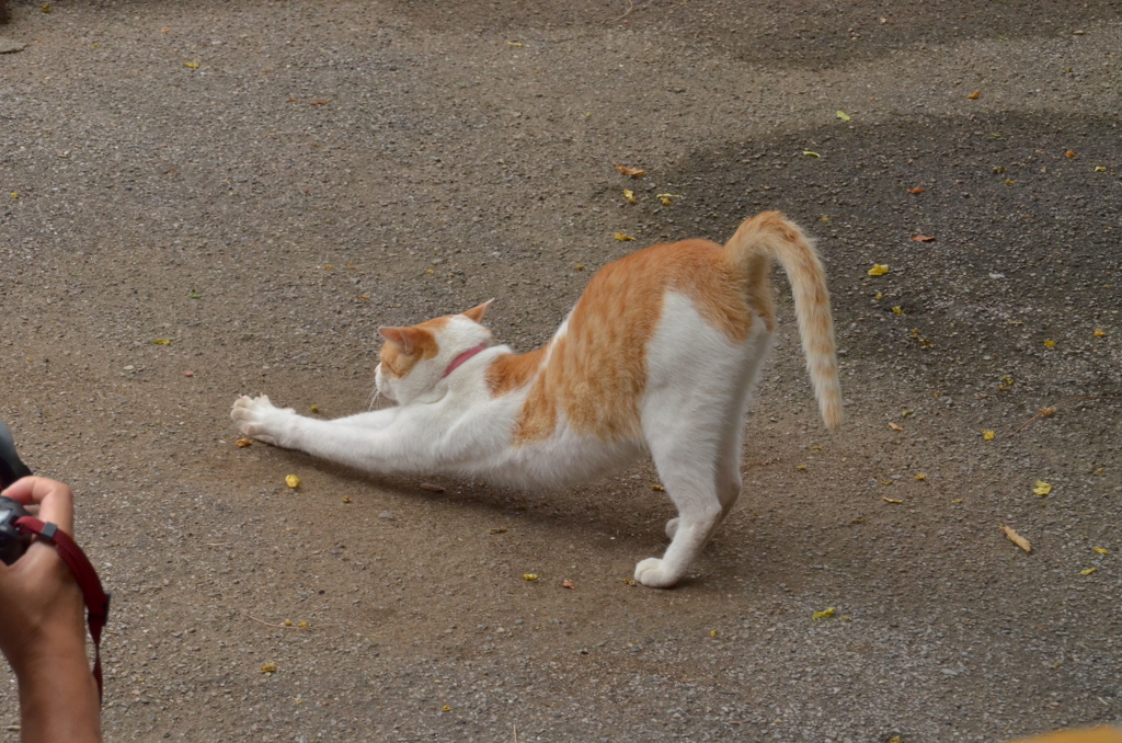 養老渓谷駅の猫 4