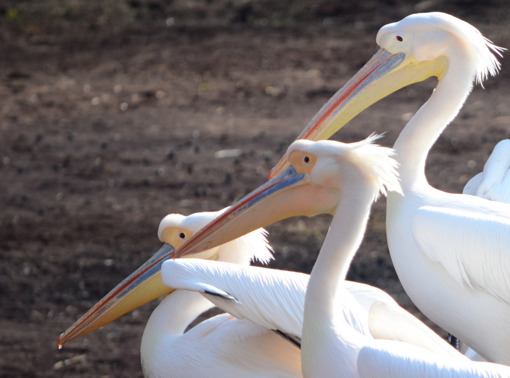 2013_02_23_多摩動物公園JPG (1)