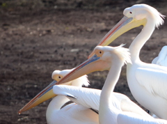2013_02_23_多摩動物公園JPG (1)
