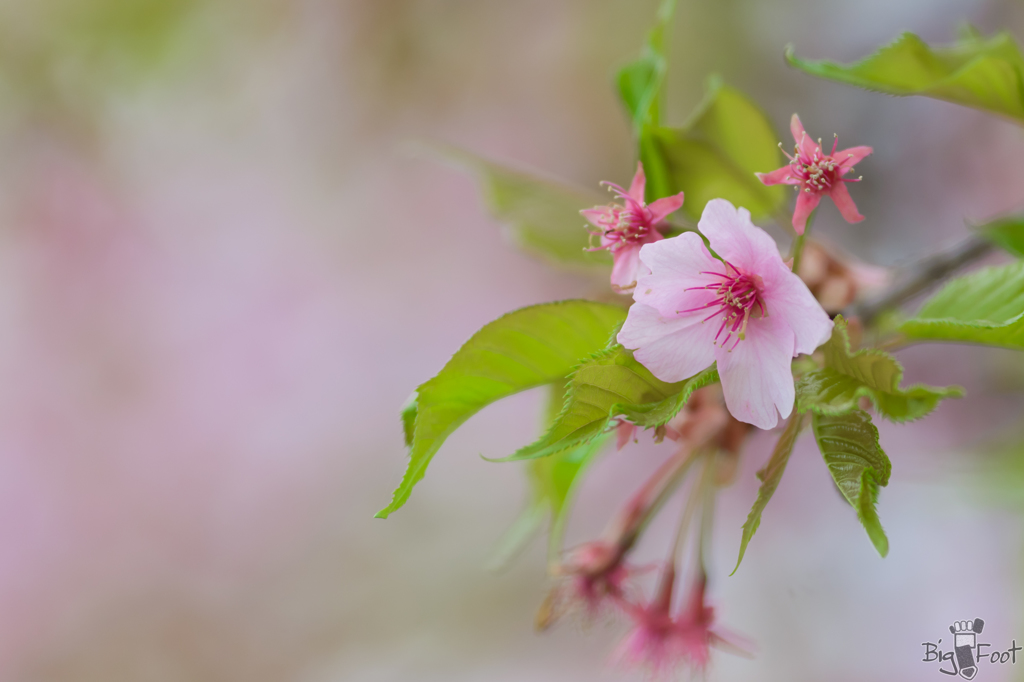 Cherry Blossoms & Star