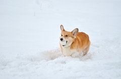 犬は喜び ♪  1