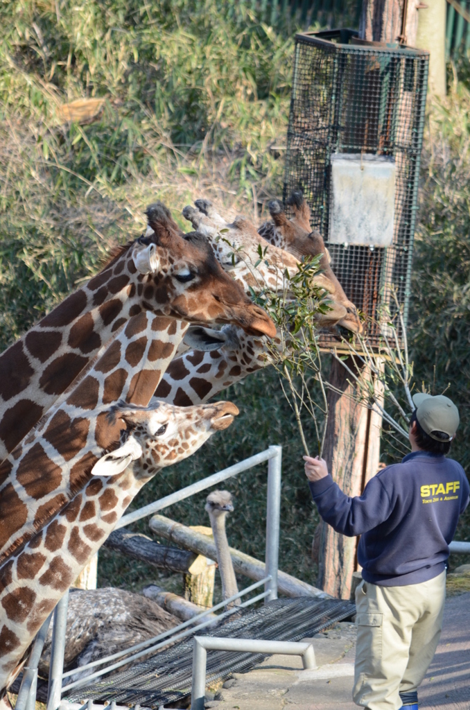 2013_02_23_多摩動物公園JPG (2)