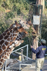 2013_02_23_多摩動物公園JPG (2)
