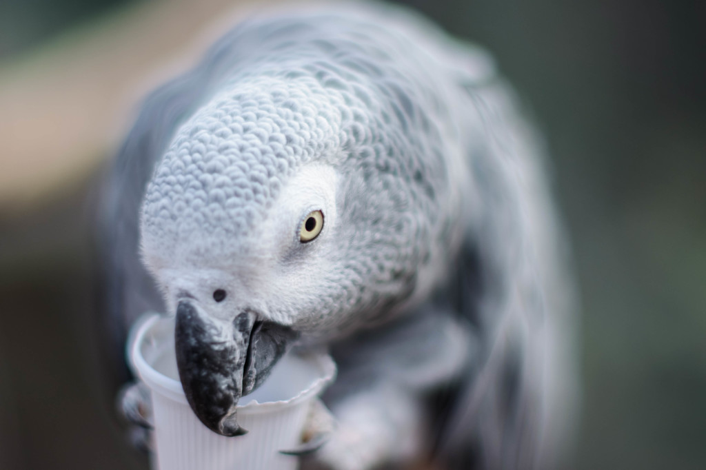 富士花鳥園の鳥　02