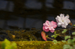 富士花鳥園の草花　09