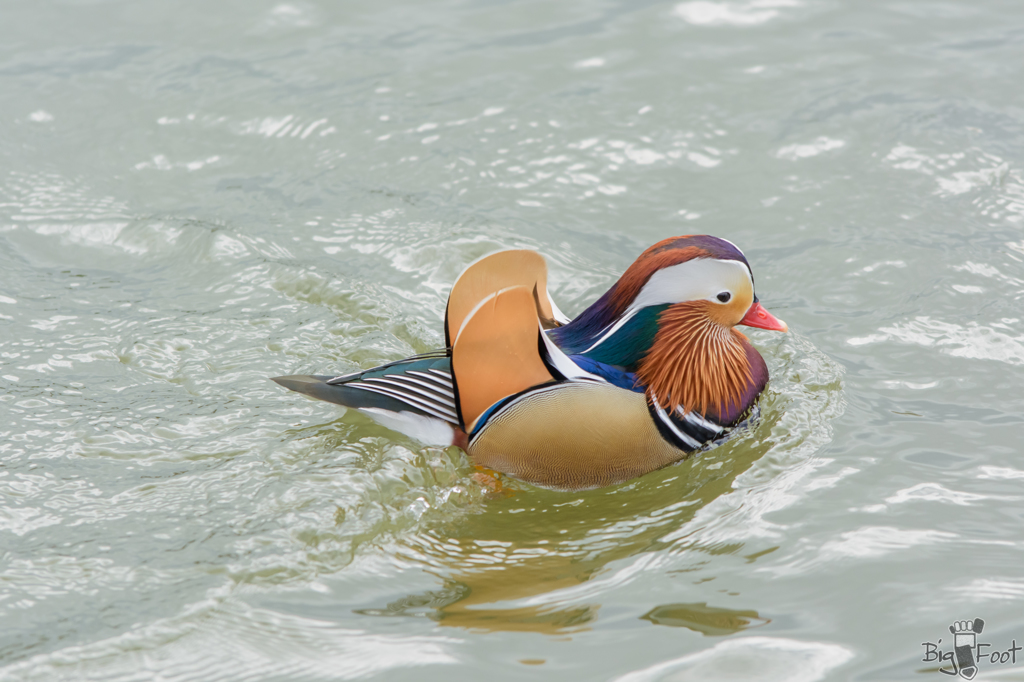 鳥はいますがノートリです