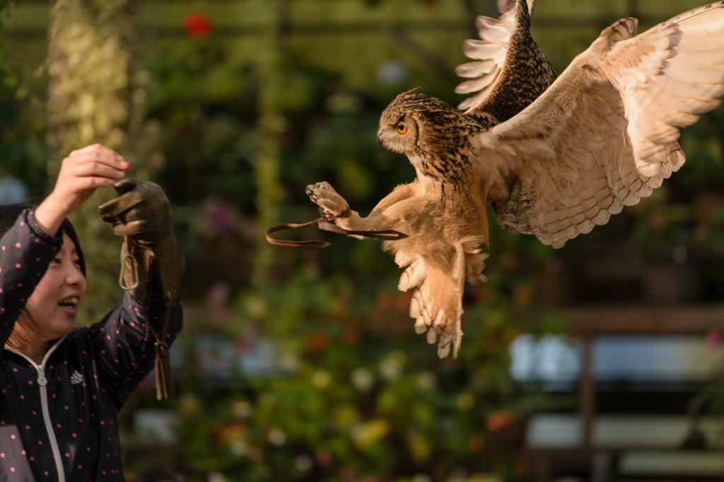 富士花鳥園フクロウショー　08