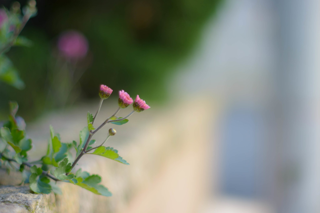 花の名は 2