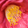 花肉