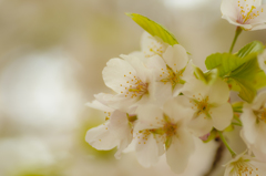 葉桜