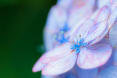 花にある色、色々