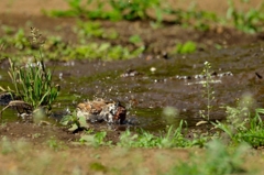 スズメの行水