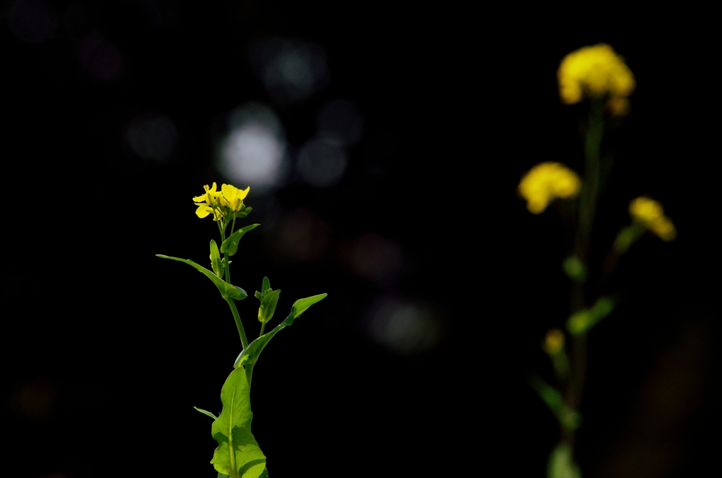 菜の花 -1-