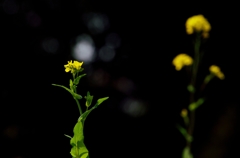 菜の花 -1-