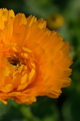 蝋花弁