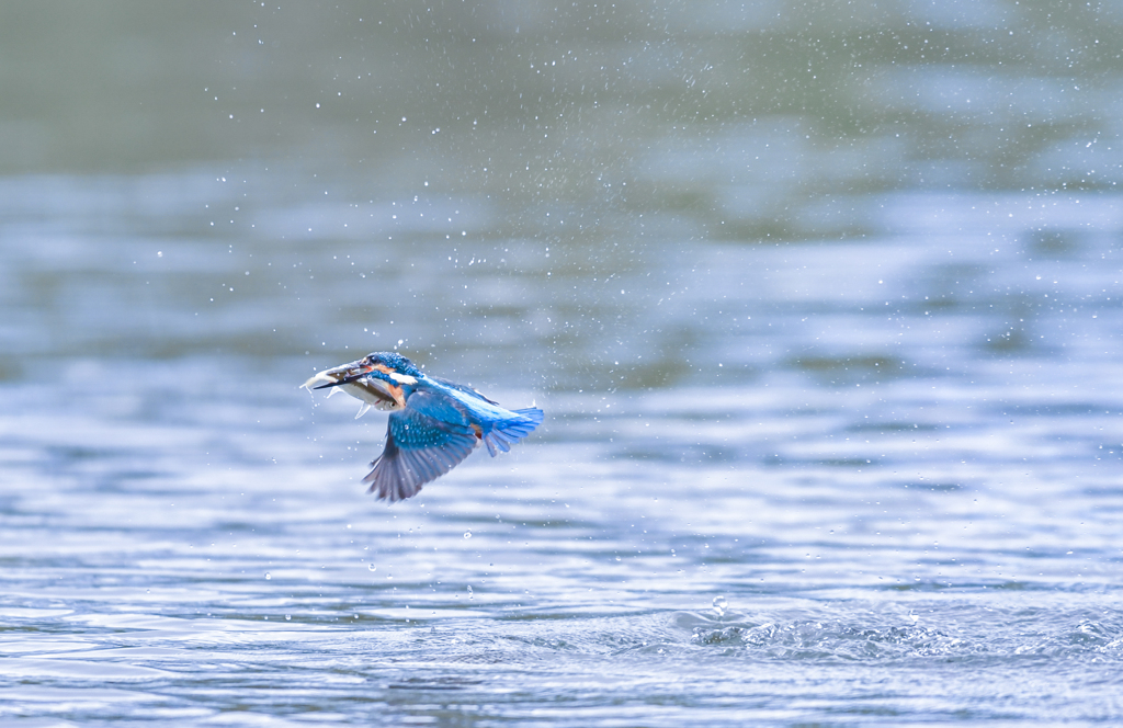 king fisher 1/4