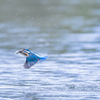 king fisher 1/4