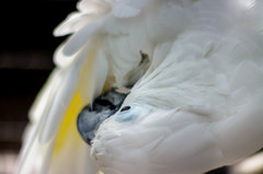 富士花鳥園の鳥　04
