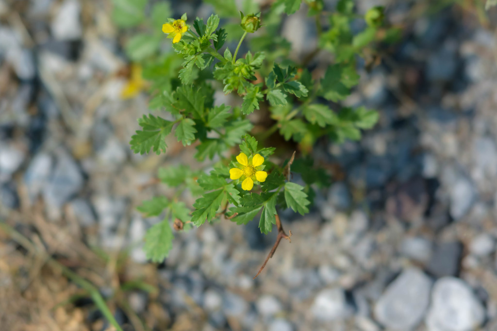 小花