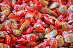 どの金魚がいい金魚。どれも見た目は良い金魚。