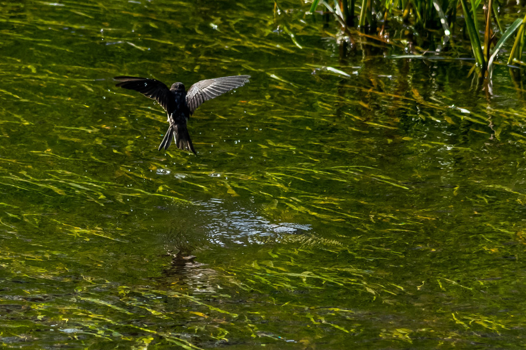 ツバメの行水
