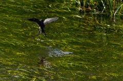 ツバメの行水