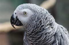 富士花鳥園の鳥　01