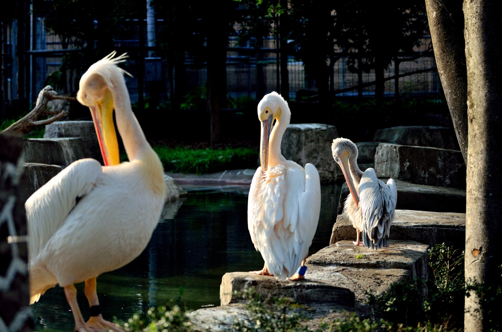 多摩動物園のPerfume