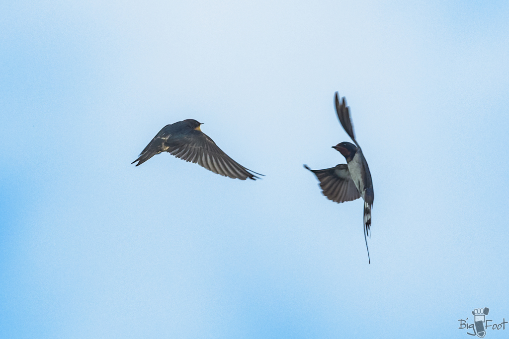 空中給餌1　04/11