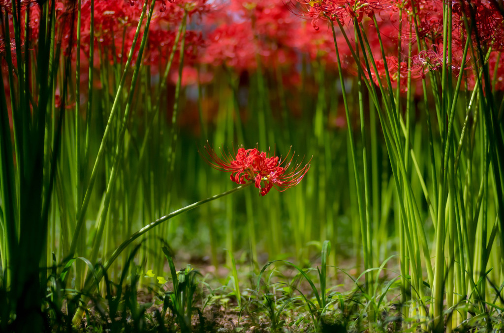 花の通り道を花が