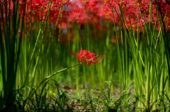 花の通り道を花が