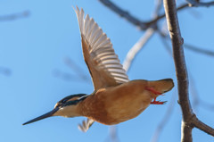 カワセミ、間近の飛び立ち