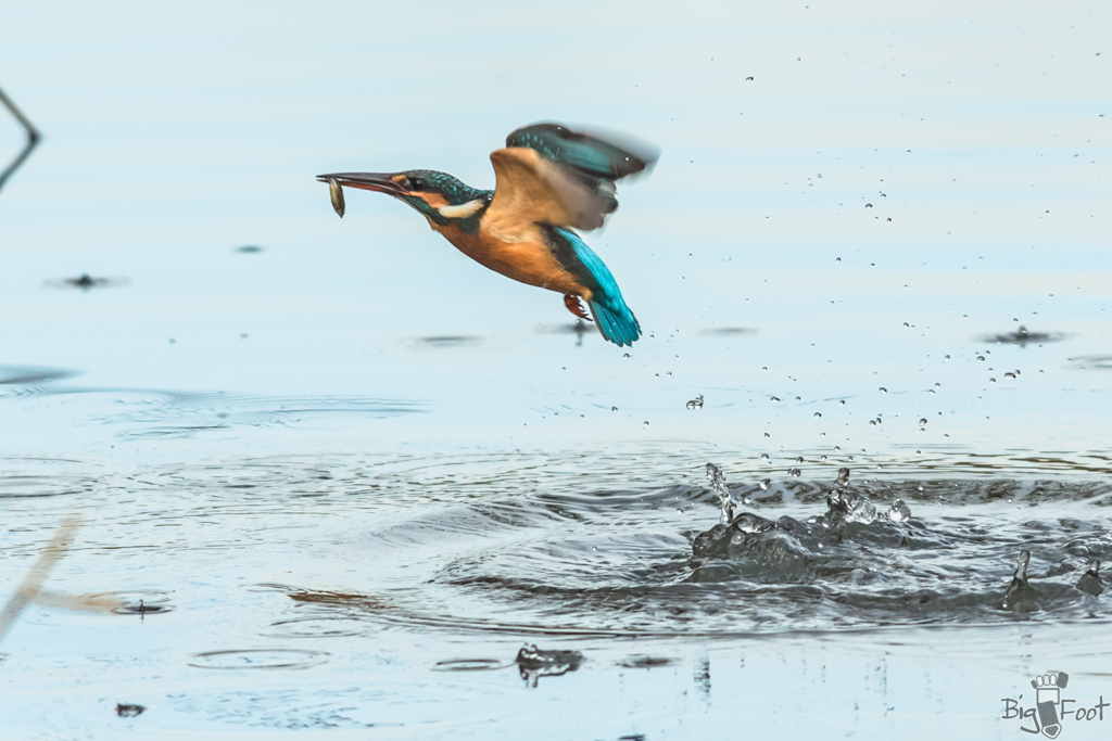 KINGFISHER GIRL　3/5