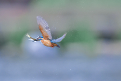 king fisher 4/4