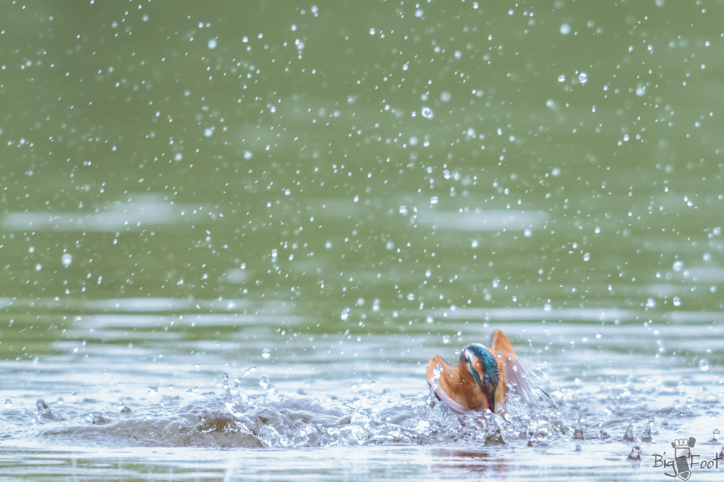 King Fisher Girl 1/4