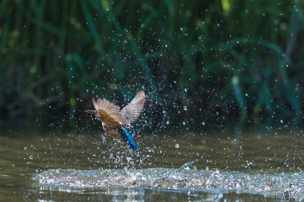 King Fisher Girl  3/6