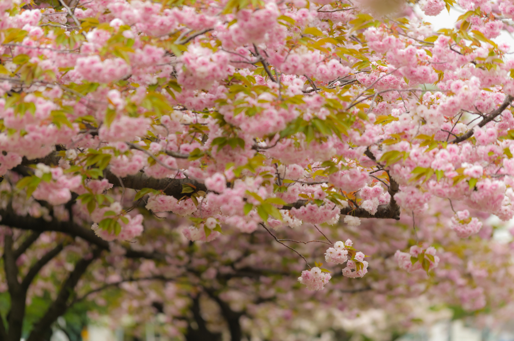 花の重み